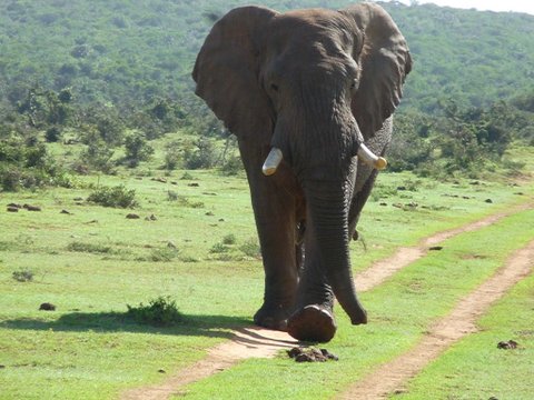Elefant Südafrika König's Reisen